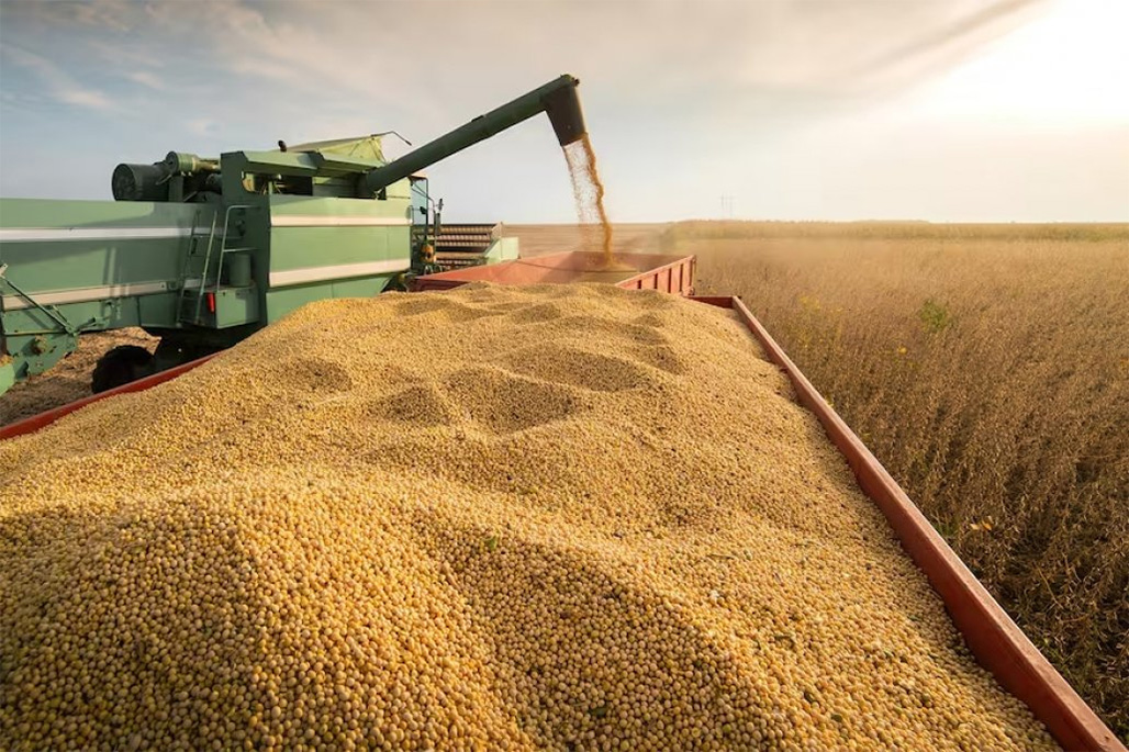Un estudio de la Bolsa de Cereales de Entre Ríos asevera que los productores entrerrianos invirtieron cerca de 1.202 millones de dólares en los cultivos soja, maíz, trigo, sorgo y arroz, sembrados en el ciclo 2024/25.