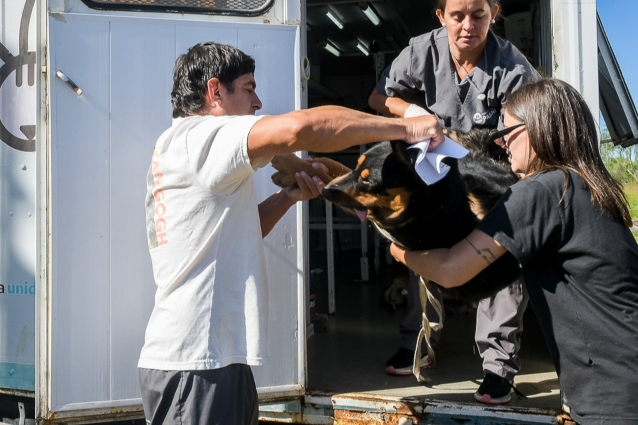 castración animales Paraná