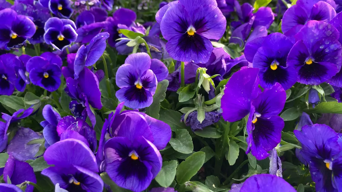 flores