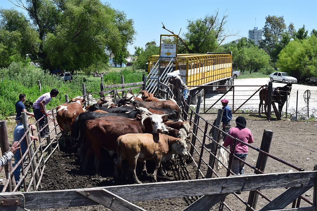 El Documentos Únicos de Tránsito cumplió un año y se han registrado 160 mil trámites para transportar 7,8 millones de animales.