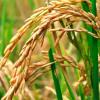 La Asociación de Plantadores de Arroz de Entre Ríos elogió la decisión del Gobierno provincial de reducir al 10% el cargo fijo de electricidad en los equipos de riego.