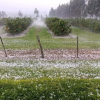 granizada cítricos
