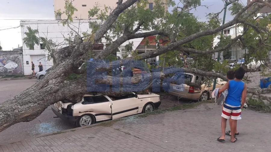 Un árbol aplastó dos autos en la costanera de Gualeguaychú