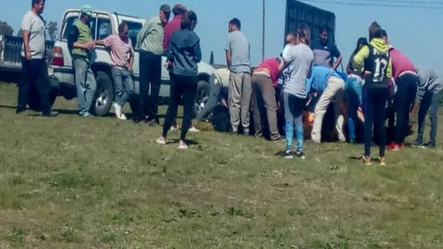 Animales faenados. Animales faenados.