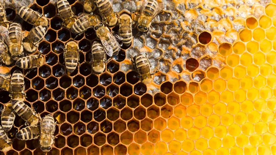 Fundación Banco de Entre Ríos