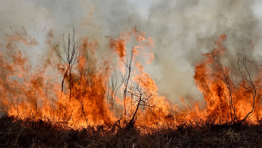 Ley de manejo del fuego. Ley de manejo del fuego.