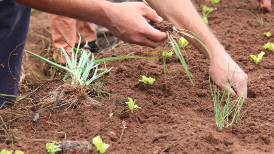 La Unión de los Trabajadores de la Tierra presentó una propuesta para producir cultivos extensivos de cereales, oleaginosas y granos alimenticios agroecológicos en zonas lindantes a escuelas rurales de Entre Ríos. La Unión de los Trabajadores de la Tierra presentó una propuesta para producir cultivos extensivos de cereales, oleaginosas y granos alimenticios agroecológicos en zonas lindantes a escuelas rurales de Entre Ríos.