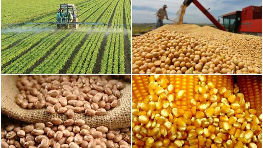 Propuestas. Entre las distintas propuestas electorales para el sector agropecuario se reproduce el viejo contrapunto entre un modelo agroexportador y otro de industrialización. Propuestas. Entre las distintas propuestas electorales para el sector agropecuario se reproduce el viejo contrapunto entre un modelo agroexportador y otro de industrialización.