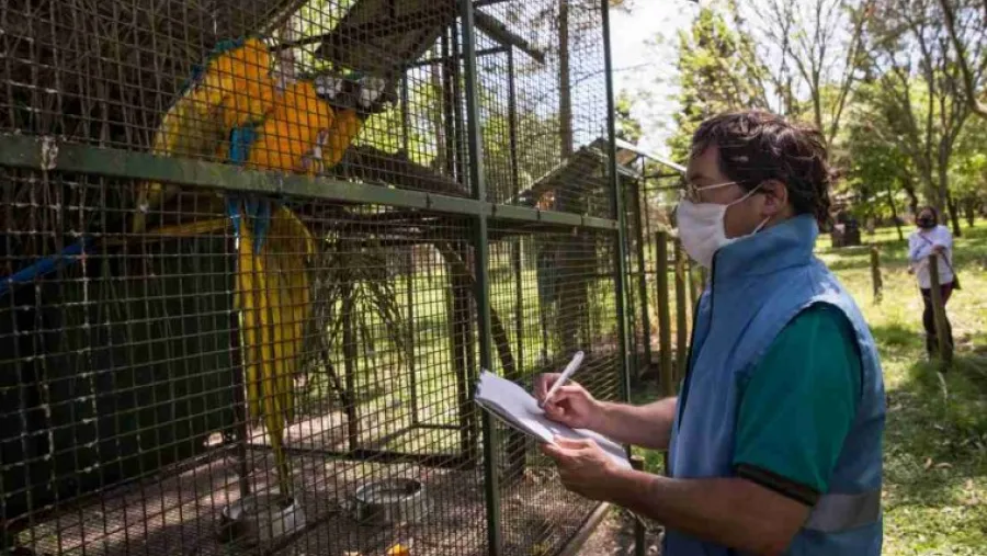 Aclararon que los animales silvestres rescatados murieron pese a su atención Aclararon que los animales silvestres rescatados murieron pese a su atención