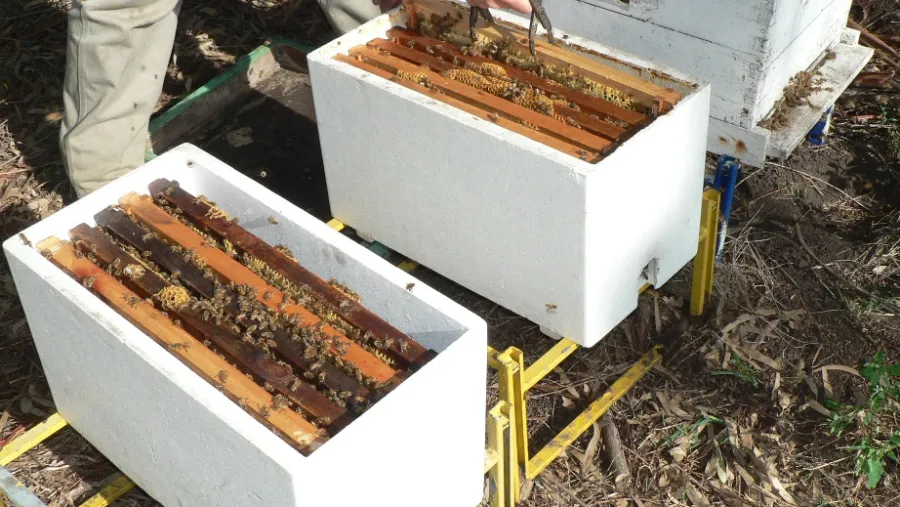 La resolución abarca a la producción de abejas