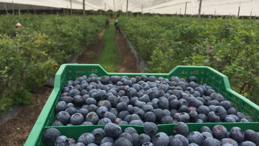 Productores de arándano celebraron la designación de Mirassou al frente del INTA Productores de arándano celebraron la designación de Mirassou al frente del INTA