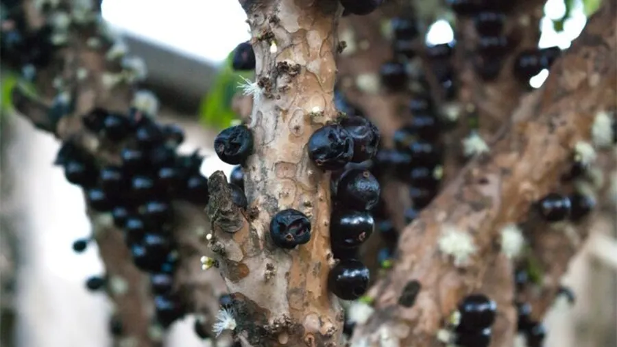 Guapurú o Yvapuru es su nombre en lengua guaraní, pero ahora es más conocido por “Jaboticaba” (Yabuticaba) y tiene una particularidad: sus frutos crecen pegados al tronco. Guapurú o Yvapuru es su nombre en lengua guaraní, pero ahora es más conocido por “Jaboticaba” (Yabuticaba) y tiene una particularidad: sus frutos crecen pegados al tronco.