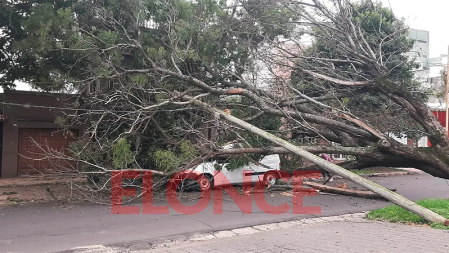 árbol caído calle 25 de Mayo y Presidente Perón
