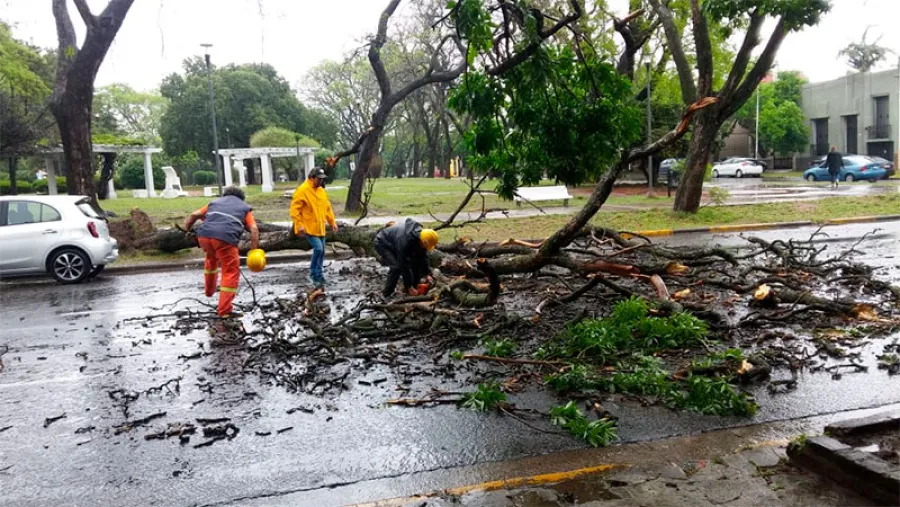 árbol caído en calle Carbó