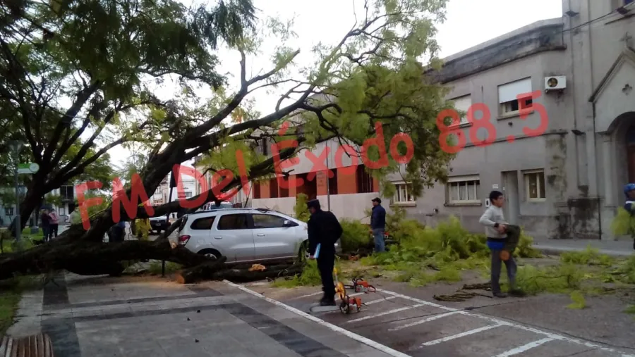 árbol caído en Nogoyá