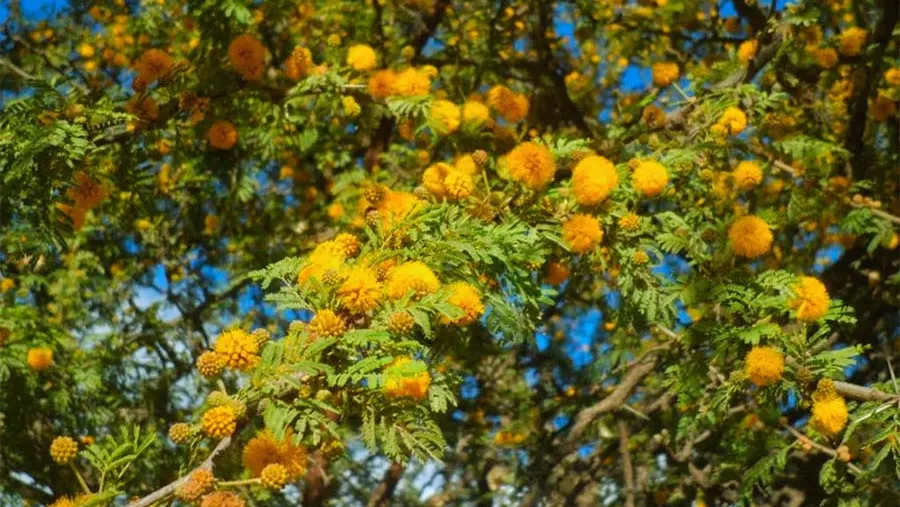 Este 28 de julio se celebra el Día del Árbol Entrerriano, fecha instaurada en 1901 a través de la Ley 1.476.