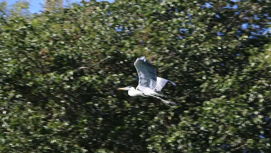 Por la tranquilidad de estas semanas, muchos animales autóctonos regresaron al Uruguay.