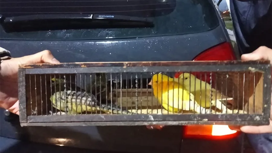 Las aves fueron secuestradas y serán liberadas en su hábitat natural.