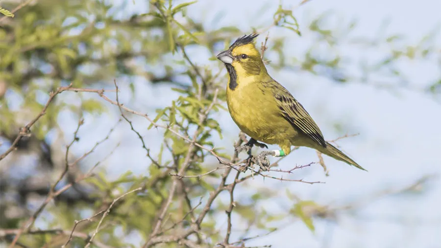 El aguará guazú, el guazuncho, el ciervo de los pantanos y cuatro especies de aves fueron declaradas Monumentos Naturales de la provincia.