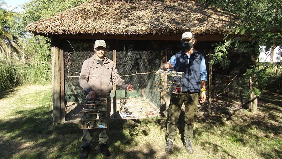 Los cardenales amarillos (Gubernatrix cristata) provienen de un decomiso por tenencia ilegal de fauna silvestre, y ya se encuentran en proceso de adaptación para luego intentar su reinserción en la reserva natural El Potrero, de Gualeguaychú.