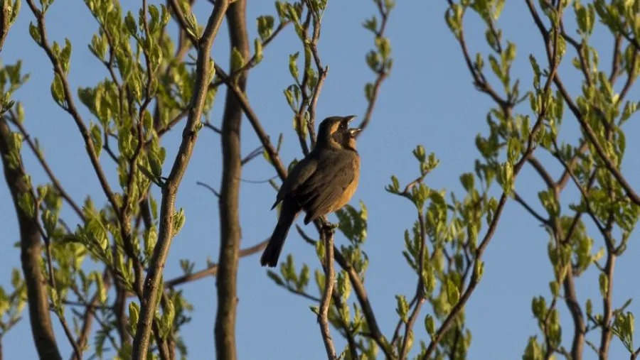 Taller de Sonidos de aves