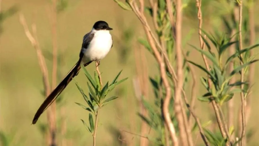 Centenares de aves y de otras diversas especies animales y vegetales en la reserva Santa Adelina, arrinconada por los intereses económicos, en la cuna del poeta Juan L. Ortiz.