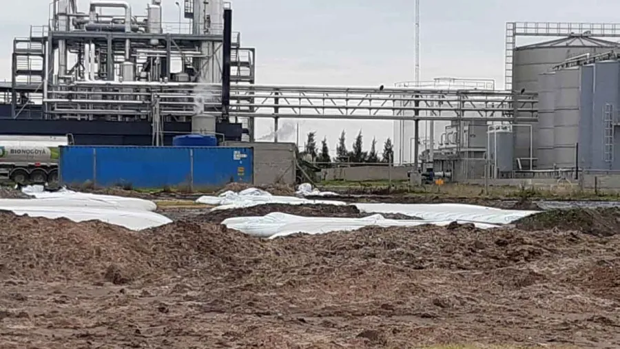 Bionogoyá y Glycopharma