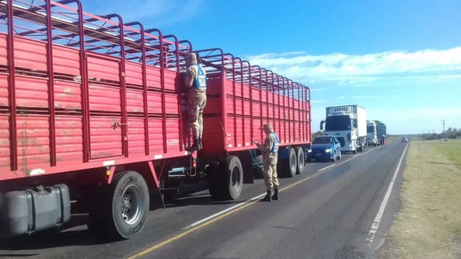 Detuvieron la marcha de cuatro camiones que trasladaban bovinos con garrapatas