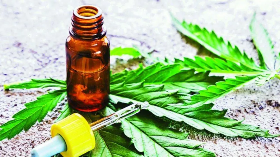 Cannabis medicinal Cannabis medicinal