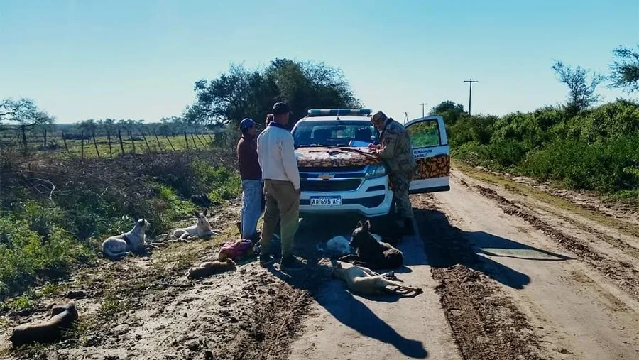 La caza furtiva está haciendo estragos en los campos de la zona Sur de la provincia.