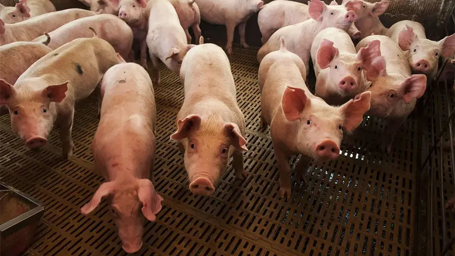 La Argentina hoy produce unas 750 mil toneladas de carne porcina.