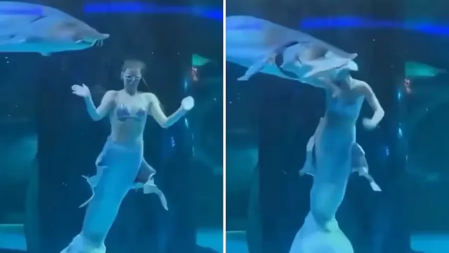 El estremecedor momento en el que un pez le mordió la cabeza a una mujer que trabajaba de sirena en un acuario. El estremecedor momento en el que un pez le mordió la cabeza a una mujer que trabajaba de sirena en un acuario.