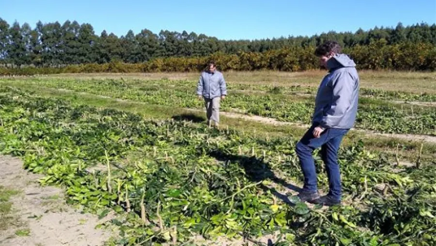 cítricos destruidos