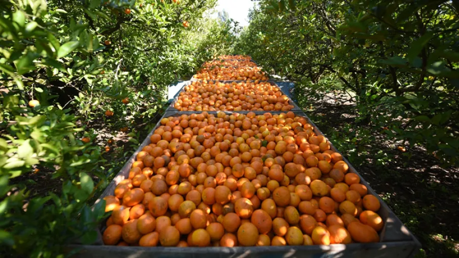 Productores citrícolas.