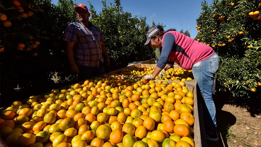 La AFIP extendió y amplió los beneficios contemplados en la Ley N° 27.569, que prorrogó por un año más la emergencia citrícola.