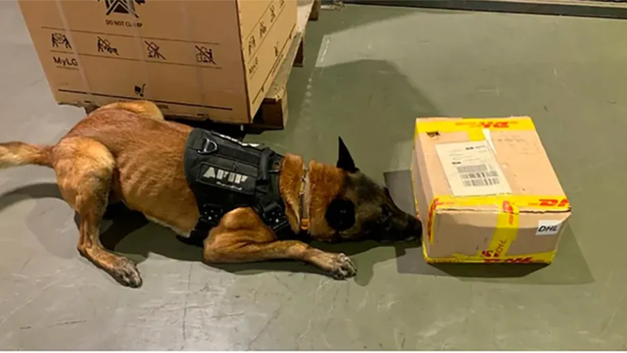 La Administración General de Aduanas detectó la presencia de 1,6 kilos de cocaína en una encomienda de “pionono” a Australia. La droga estaba escondida en el interior de doce rollos de nylon, los supuestos piononos enviados al país oceánico.