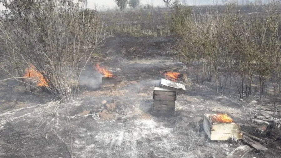 El fuego en las islas devoró el colmenar de un productor