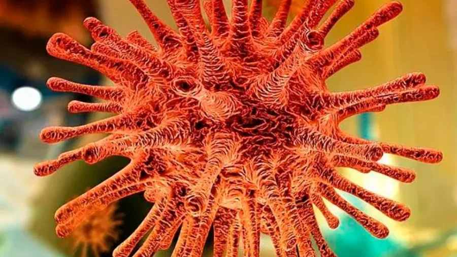 coronavirus célula coronavirus célula