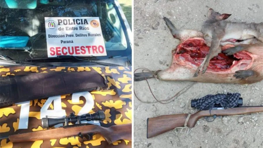 La corzuela parda o guazuncho es Monumento Natural de Entre Ríos y su caza está prohibida.