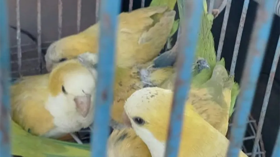 En total se secuestraron tres jaulas y 15 aves.
