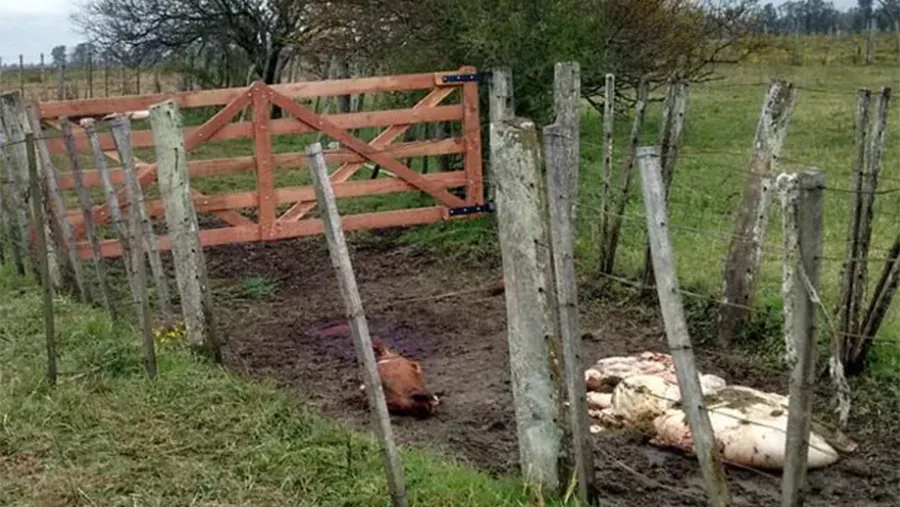 Denunciaron que los cuatreros “entran por una puerta y salen por otra”. La Brigada de Abigeato trabaja a pleno en todo el territorio provincial, pero no alcanza si la Justicia no actúa en consecuencia. Denunciaron que los cuatreros “entran por una puerta y salen por otra”. La Brigada de Abigeato trabaja a pleno en todo el territorio provincial, pero no alcanza si la Justicia no actúa en consecuencia.
