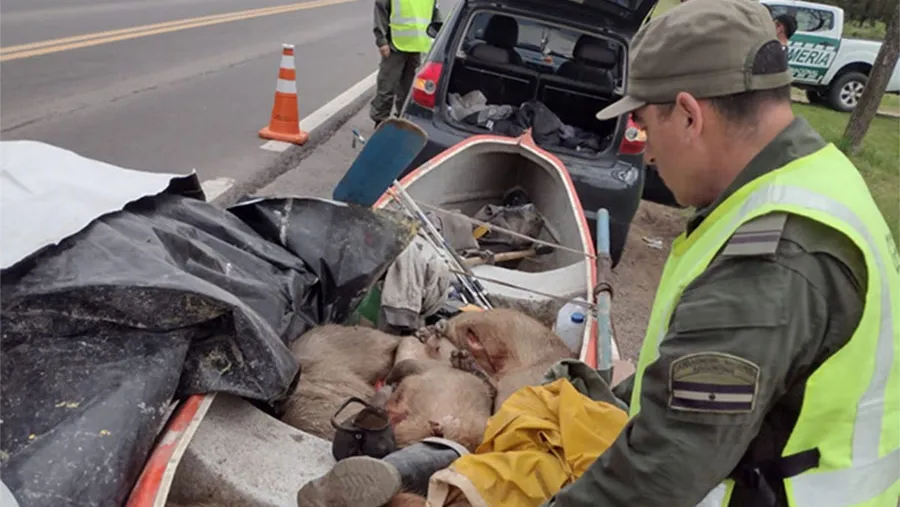 Los gendarmes inspeccionaron un rodado y descubrieron que transportaba siete carpinchos y un ciervo axis, sin vida.