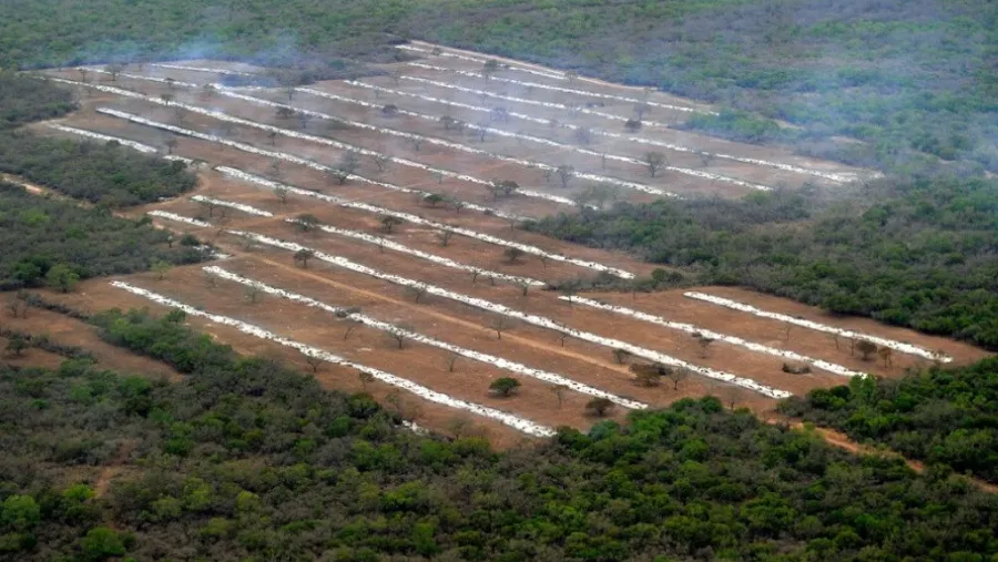 Deforestación