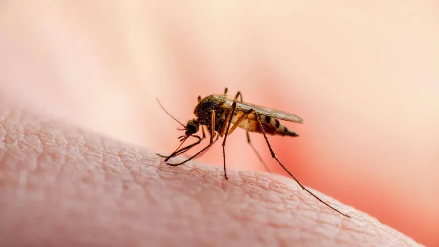 Dengue Dengue