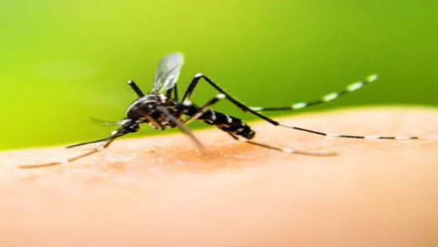 Detectaron casos de dengue hemorrágico en el norte de Santa Fe