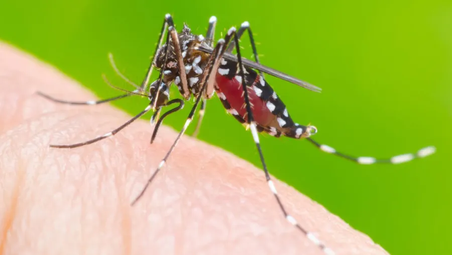 Dengue Dengue