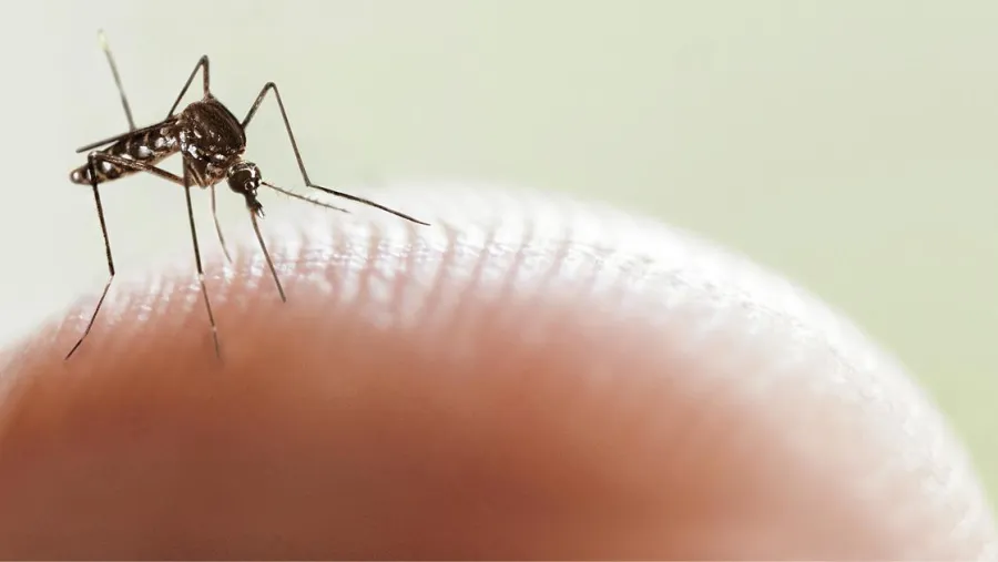 Dengue.