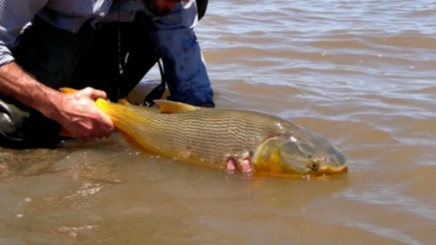 El informe fue difundido por el CONICET.