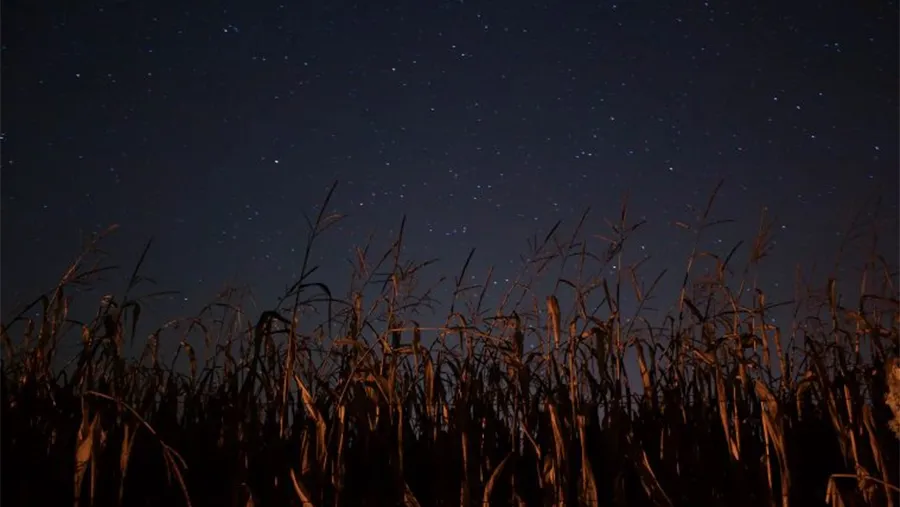 Nuevamente denunciaron una furtiva fumigada nocturna en el Sexto Distrito del Departamento Gualeguay.