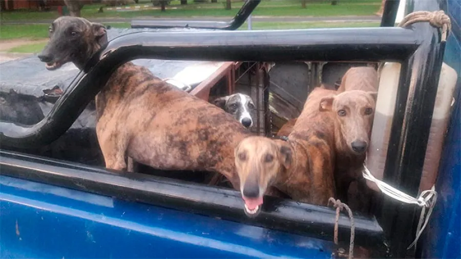 galgos galgos